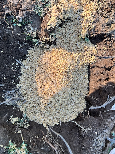 サトイモ　穴を掘りもみ殻を入れる