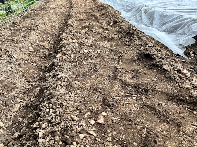 大豆　播種後の畑