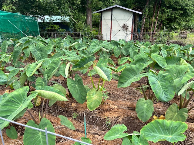 ３回目土寄せ後　サトイモ