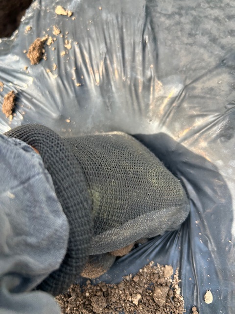 カブの植付け 土を被せて押さえる