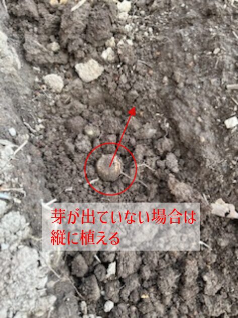 サトイモの植付け　種芋の向き