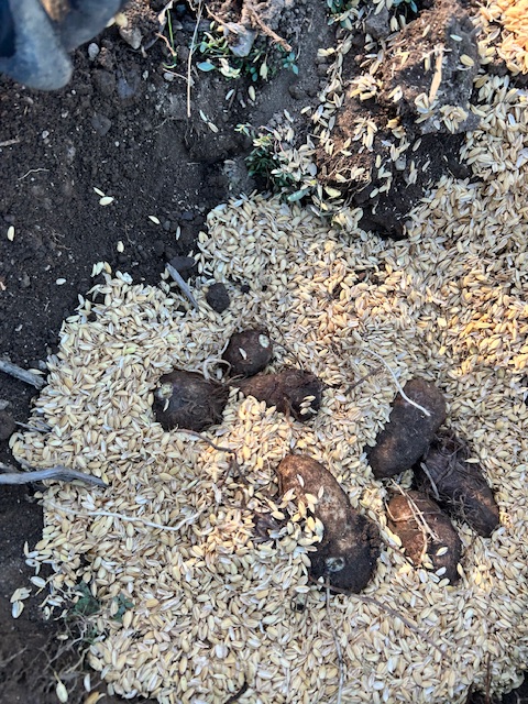 穴にサトイモを入れる