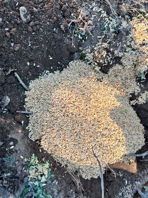 サトイモ　種芋にもみ殻を被せる