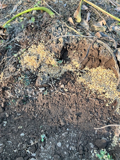 サトイモ　種芋保管　土を被せる