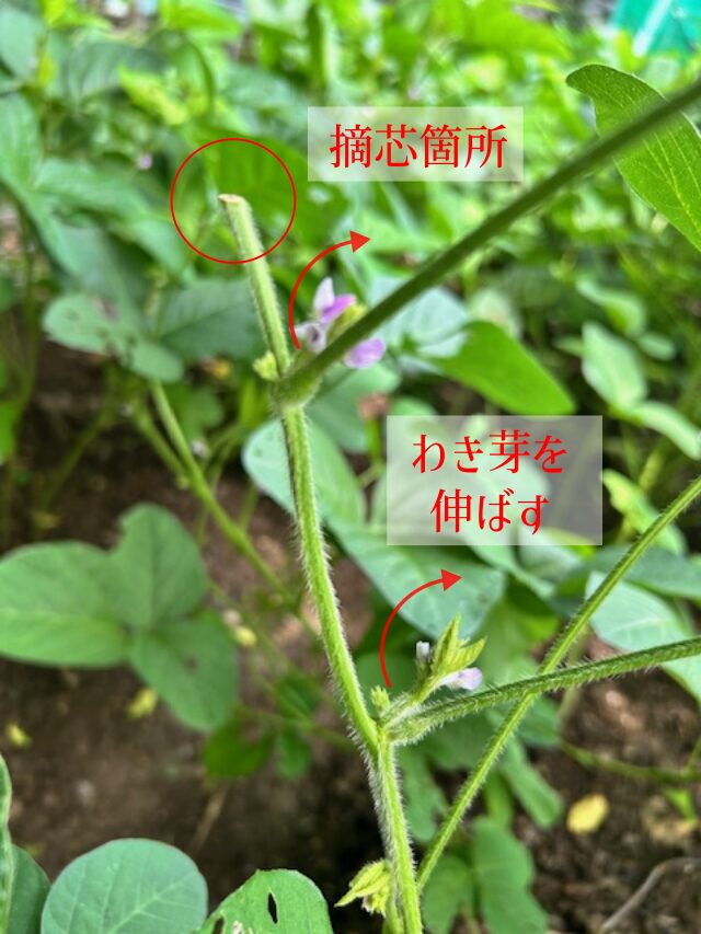 大豆　摘芯