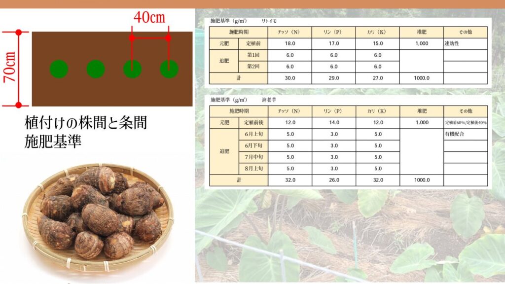 里芋の植付け方法と施肥基準