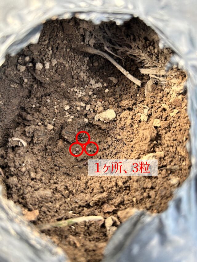カブの種の植付け1ヶ所3粒