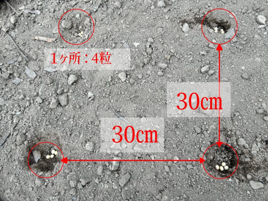 大豆の　種まき