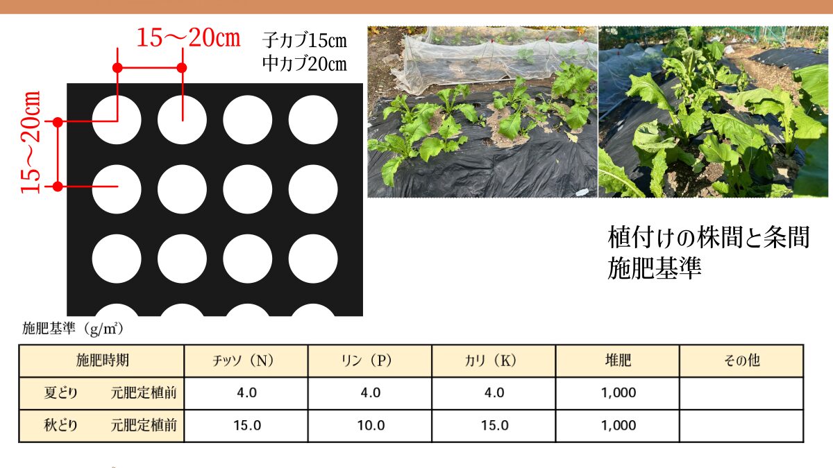 カブの植付け情報