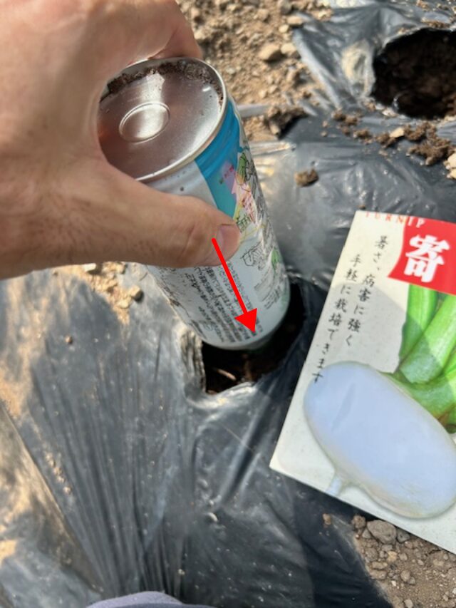 カブの種の植付け