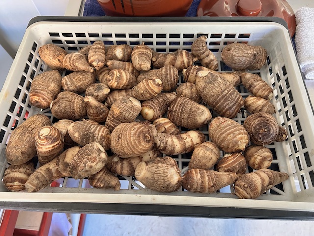 収穫後のサトイモ