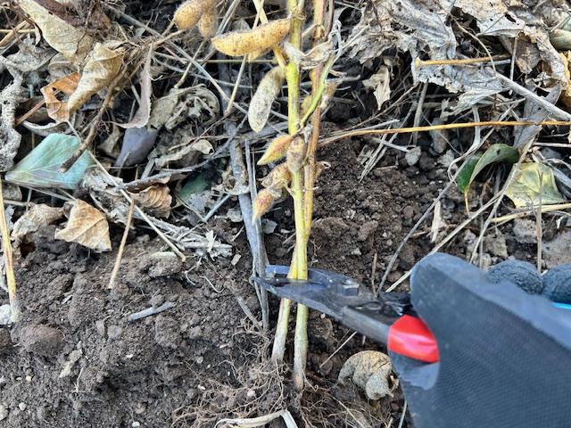 大豆　根部分を切り取る