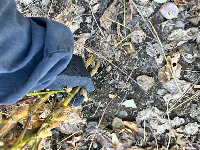 大豆　株元を持ち引き抜く