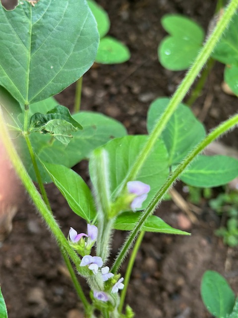 大豆の開花