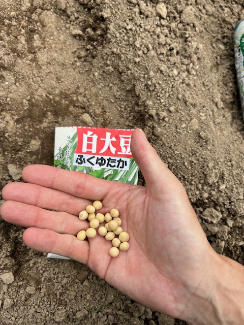 大豆の種　フクユタカ