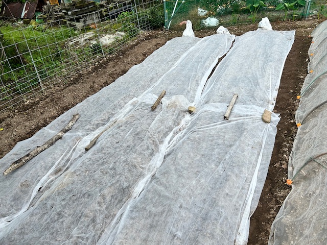 大豆　鳥対策　不織布