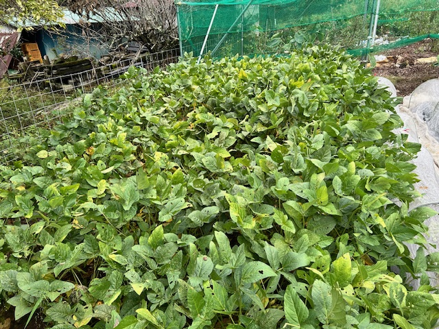 大豆　収穫前　10月中旬　葉の様子
