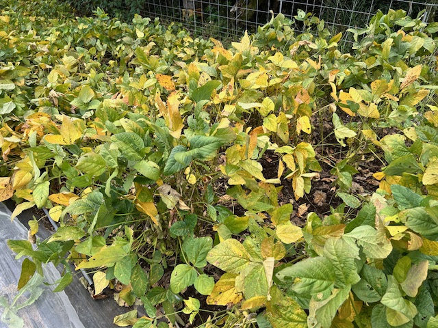 大豆　収穫前　10月下旬　葉の様子