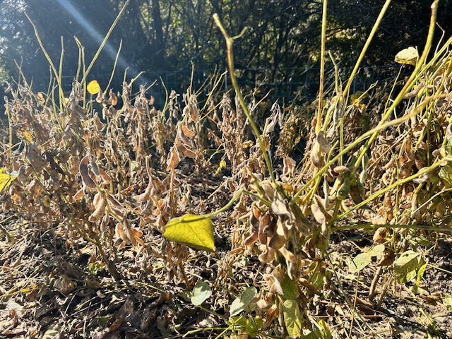 大豆　収穫適期　11月中旬　葉の様子