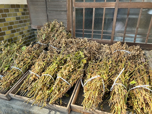 風通しのよい場所で乾燥　大豆収穫後
