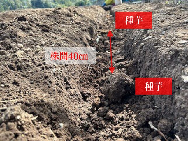 サトイモの植付け　株間