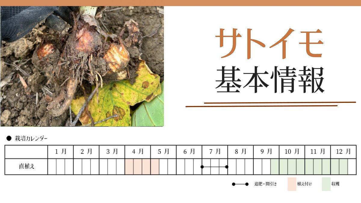 サトイモの栽培基本情報