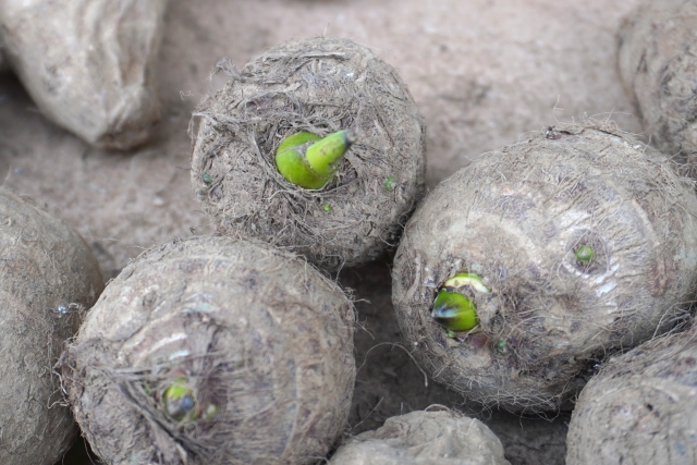 サトイモの種いも