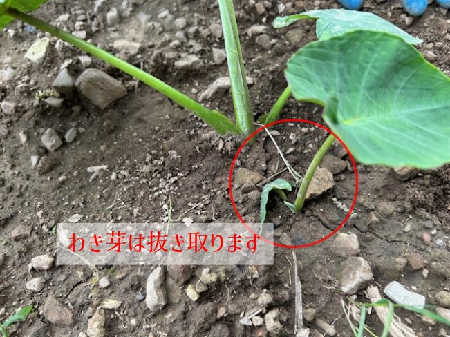 サトイモ　わき芽