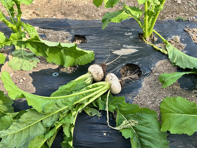 収穫したカブ