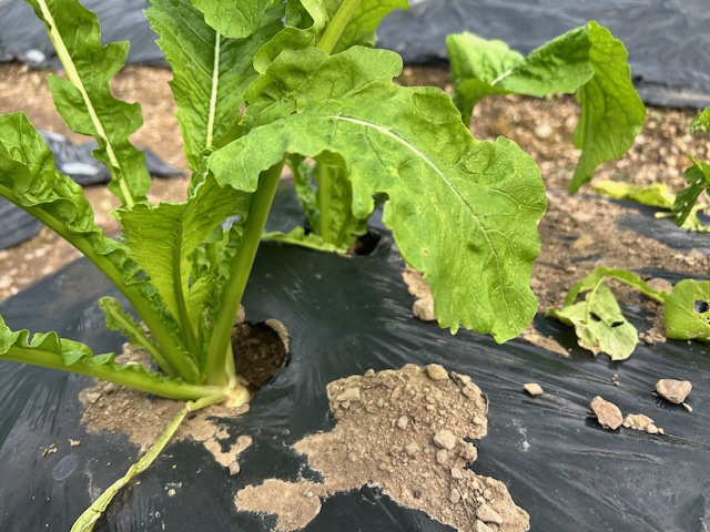カブの収穫