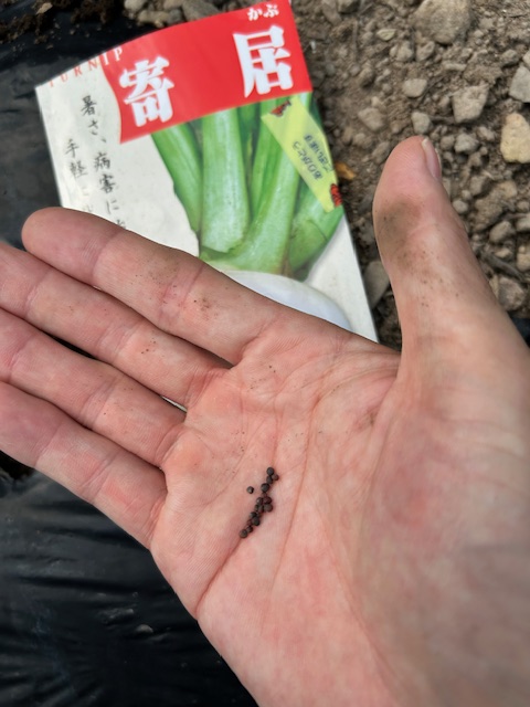 カブの種