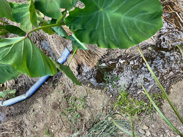 サトイモの水やり