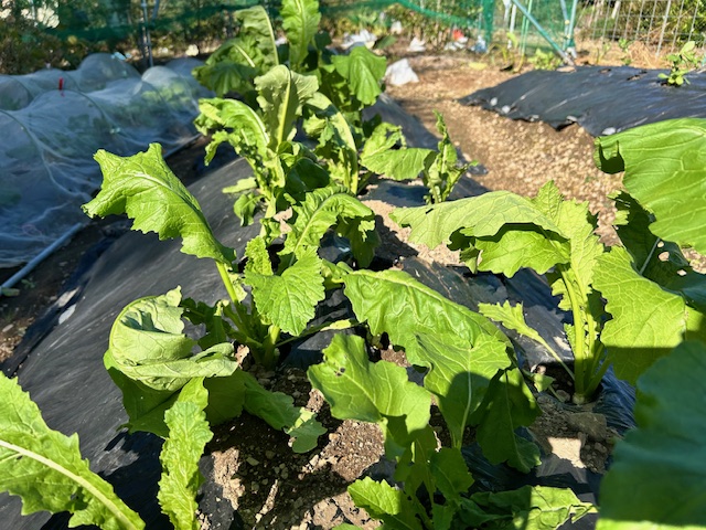 菌ちゃん農法 カブ栽培