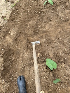サトイモの土寄せ