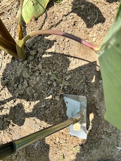 サトイモのの追肥と土寄せ