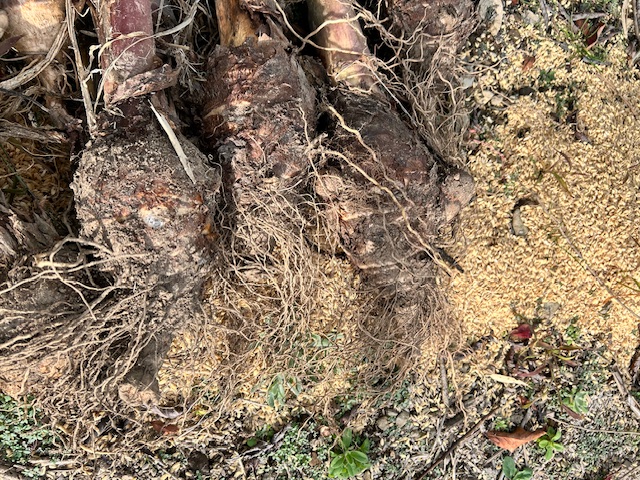 サトイモ　親芋の処理