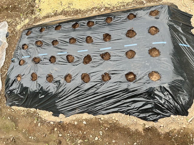 カブマルチの配置