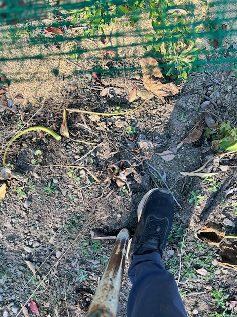 サトイモを掘り返す