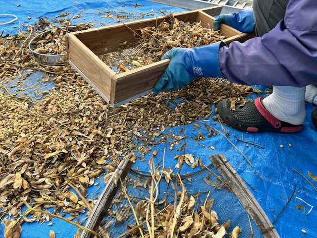 豆をふるいにかける