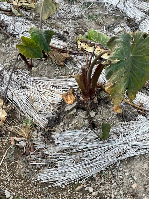 サトイモの種芋準備