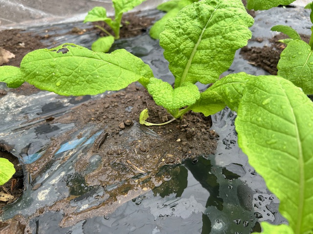 間引き後1本立ち