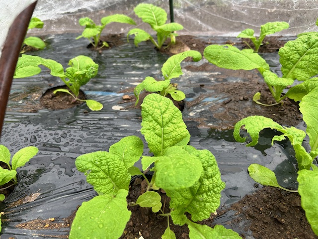 かつお菜 間引き後2回目 本葉4枚