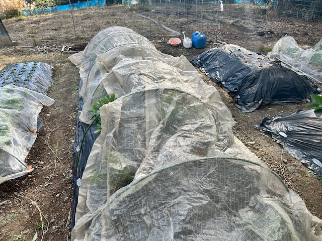 寒冷紗をかける