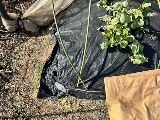 畝の端のトンネル支柱の設置の仕方