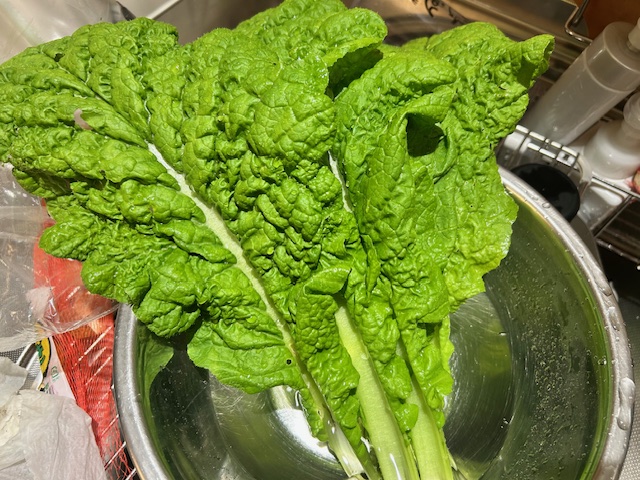 かつお菜の収穫後