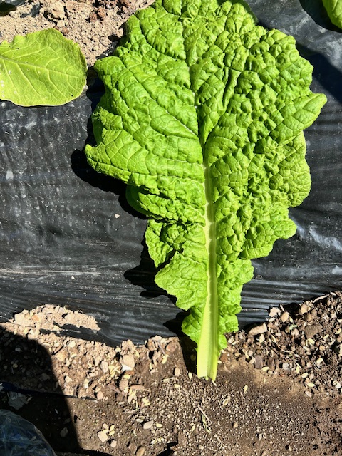 かつお菜の収穫