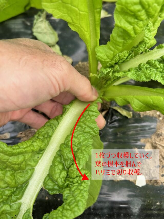 かつお菜の収穫方法