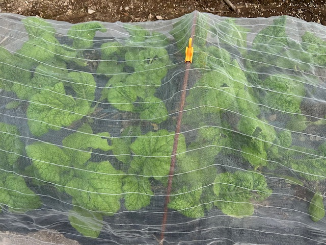 収穫適期 かつお菜