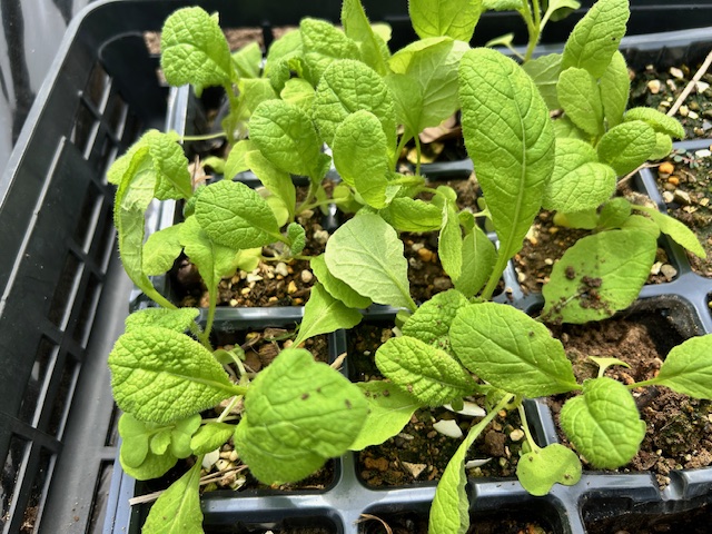 かつお菜の間引き1回目本葉2枚