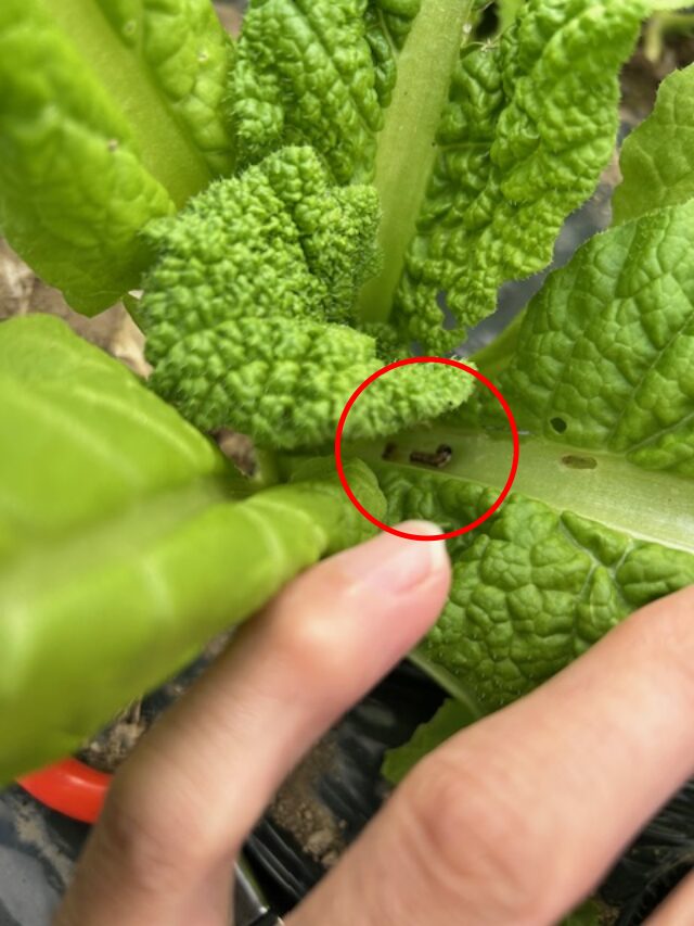 ハイマダラノメイガ